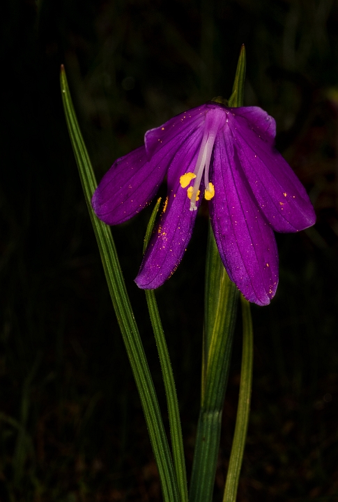 Olysnium douglasii 17-2659_1.jpg